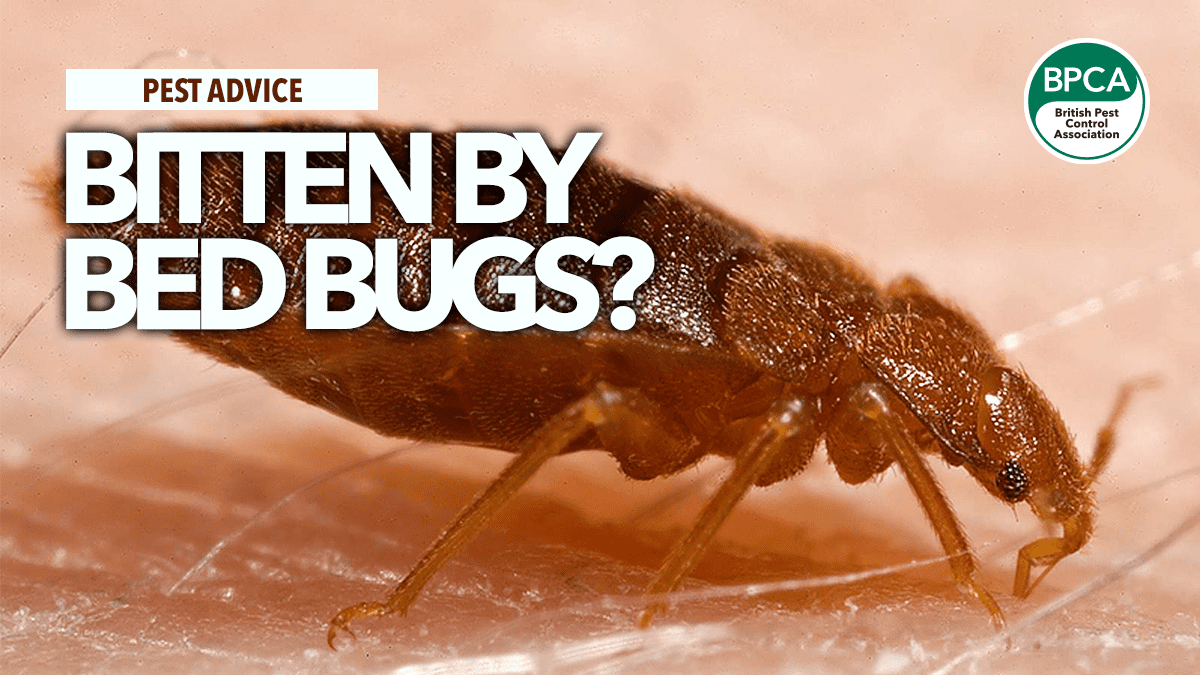 bed bug removal