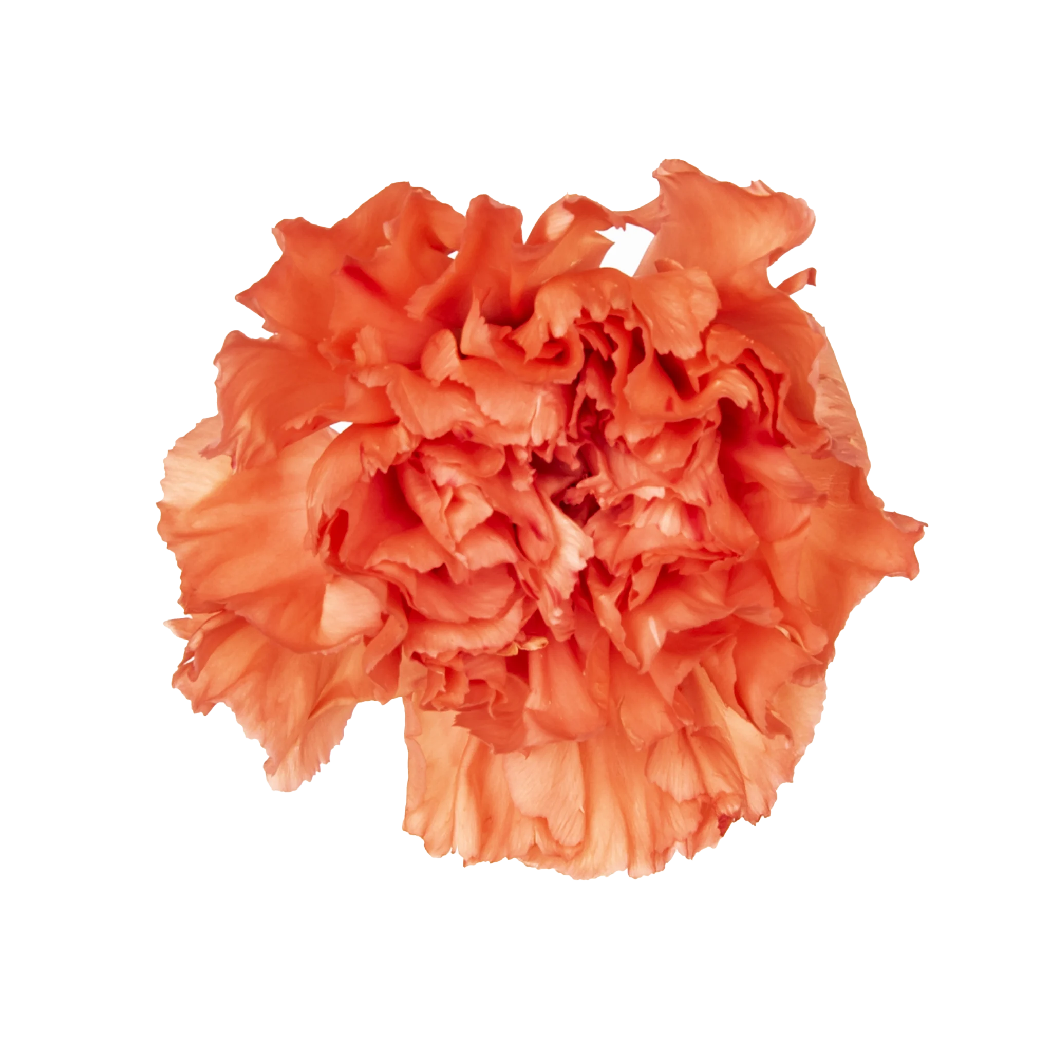 carnations in bulk
