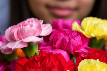 carnations in bulk