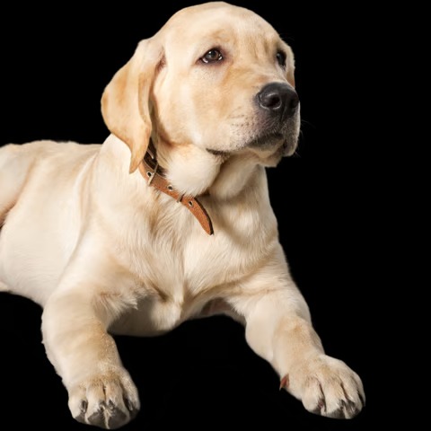 Pet Grooming Software